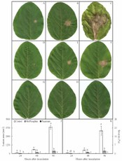 Sintomas do mofo branco (a–i), severidade (j) e área da lesão (k) em folíolos de soja inoculados com Sclerotinia sclerotiorum não tratados (a–c), tratados com fosfito de manganês (d–f) ou fluazinam (g–i).