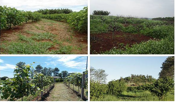 Fruticultura de Clima Temperado e Subtropical