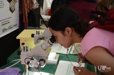 Legenda: Estudante observando os insetos do Projeto de Extensão Abelhas. (Foto: Gabriela Upeneck)