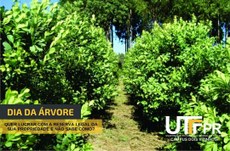 Uma proposta para essa rentabilização é o plantio de erva-mate em área de reserva legal.