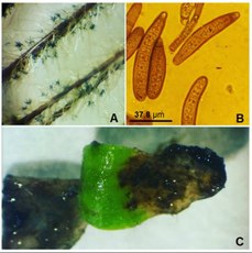 Ocorrência de Bipolaris Secalis em Heliocarpus americanus A) Conídios e conidióforos de B. secalis em sementes de H. americanus. B) Esporos de B. secalis (μm) vistos com microscópio óptico com ampliação de 40x. C) Sintomas da doença (manchas necróticas) em mudas de H. americanus.