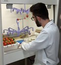 O aluno do curso de Engenharia de Alimentos, Felipe Guilherme Brunetto Bretschneider, recobrindo os morangos com filme ativo no laboratório de microbiologia da UTFPR