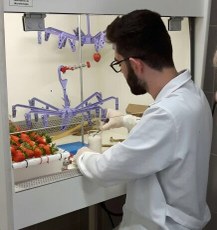 O aluno do curso de Engenharia de Alimentos, Felipe Guilherme Brunetto Bretschneider, recobrindo os morangos com filme ativo no laboratório de microbiologia da UTFPR