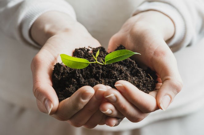 Mãos com terra e um broto de planta