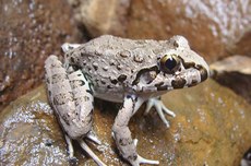 A Limnomedusa macroglossa, uma espécie considerada em perigo de extinção. (Foto: Acervo pessoal)