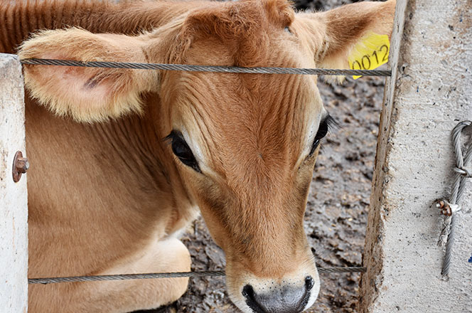 Bezerro com brinco bovino. Pesquisa da UTFPR propõe novo método de identificação (Foto: Decom)