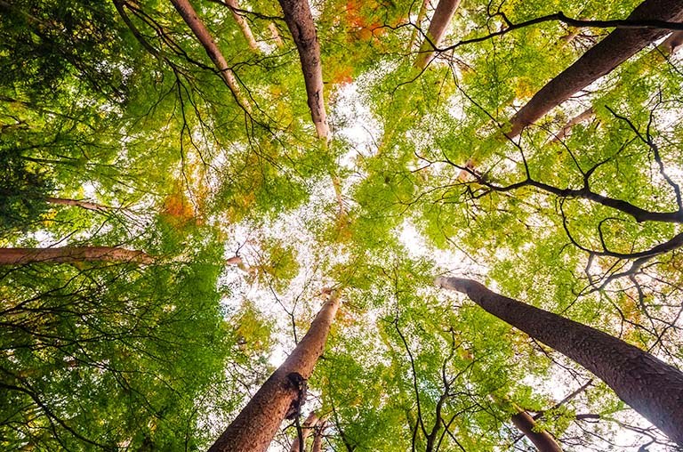 Foram mapeadas mais de 1300 árvores da área Central