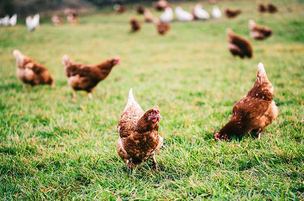 Medidor de bem estar de aves