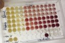 Microplacas com bactérias