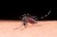 dengue