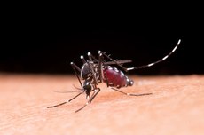 Com a planta, não foi registrada a presença do mosquito (Foto: Freepik)