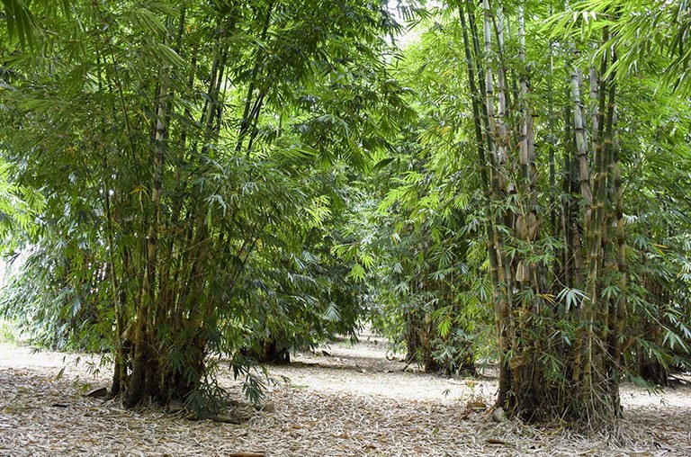 Bambu gigante