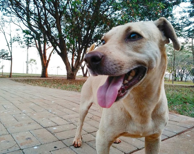 Cachorro em foco  - Kaio Ribeiro Andriani (aluno). 16 votos.jpeg